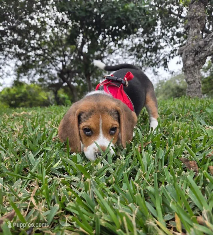Zeus – Beagle puppy for sale in Garden Grove, CA