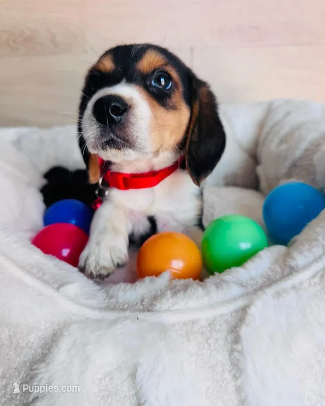 Tommy – Beagle puppy for sale in Garden Grove, CA