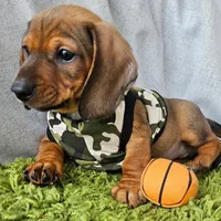 Loky, a male Dachshund for sale in Fountain Valley, CA – Photo 1 of 2