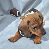 Loky, a male Dachshund for sale in Fountain Valley, CA – Photo 2 of 2