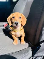 Chesse, a male Dachshund for sale in Fountain Valley, CA – Photo 2 of 2