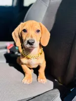 Chesse, a male Dachshund for sale in Fountain Valley, CA – Photo 1 of 2