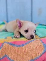 Coco, a female Chihuahua for sale in Fountain Valley, CA – Photo 2 of 2