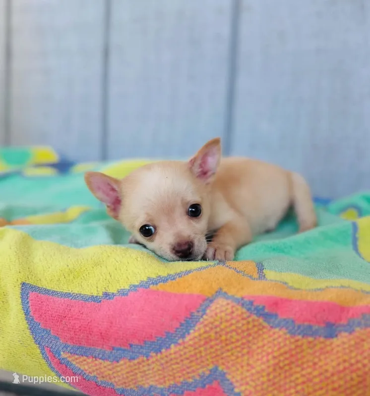 Coco, a female Chihuahua for sale in Fountain Valley, CA – Photo 1 of 2