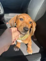 Zeus, a male Dachshund for sale in Fountain Valley, CA – Photo 2 of 3