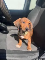 Zeus, a male Dachshund for sale in Fountain Valley, CA – Photo 3 of 3