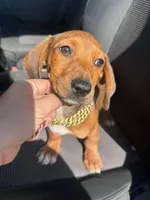 Zeus, a male Dachshund for sale in Fountain Valley, CA – Photo 1 of 3