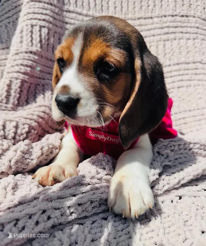 Daisy – Beagle puppy for sale in Garden Grove, CA
