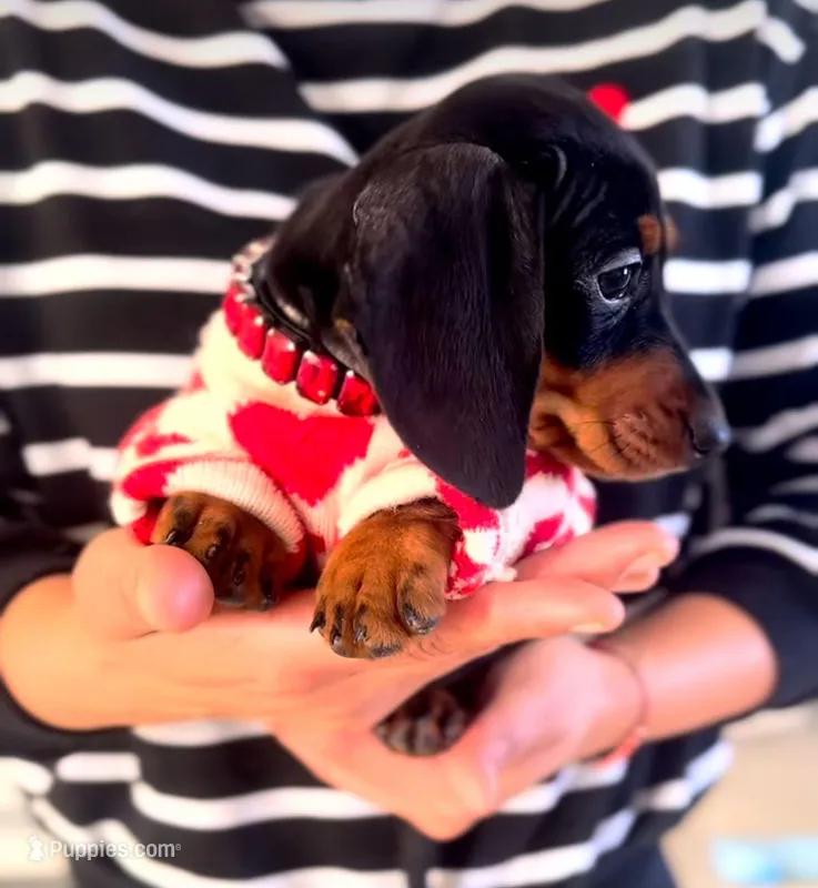 Frida ready , a female Dachshund for sale in Fountain Valley, CA – Photo 1 of 1