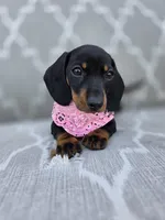 Frida , a female Dachshund for sale in Fountain Valley, CA – Photo 1 of 3