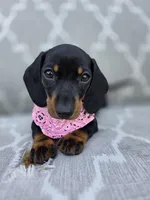 Frida , a female Dachshund for sale in Fountain Valley, CA – Photo 2 of 3