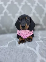 Frida , a female Dachshund for sale in Fountain Valley, CA – Photo 3 of 3