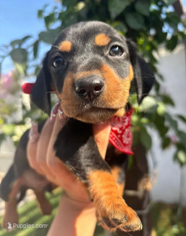 Dominic – Miniature Dachshund puppy for sale in Garden Grove, CA