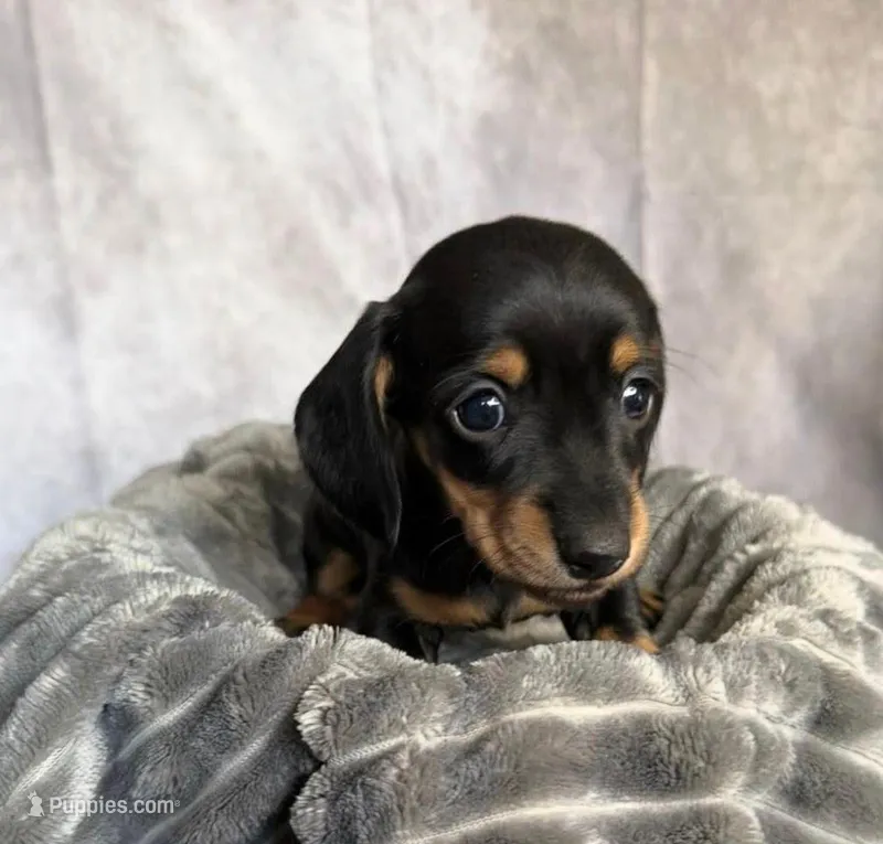 Dominic, a male Miniature Dachshund for sale in Garden Grove, CA – Photo 1 of 1