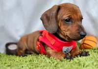 Tomas , a male Dachshund for sale in Fountain Valley, CA – Photo 1 of 2