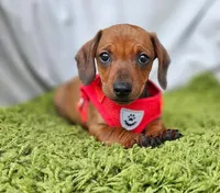 Tomas , a male Dachshund for sale in Fountain Valley, CA – Photo 2 of 2