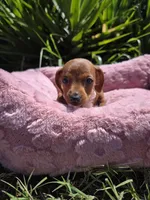 Cinamon, a female Miniature Dachshund for sale in Garden Grove, CA – Photo 1 of 3