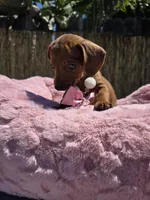 Cinamon, a female Miniature Dachshund for sale in Garden Grove, CA – Photo 3 of 3