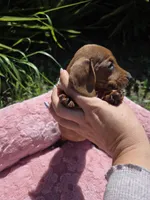 Cinamon, a female Miniature Dachshund for sale in Garden Grove, CA – Photo 2 of 3