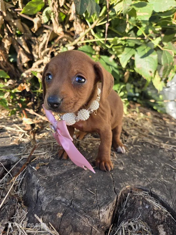 Cinamon – Dachshund puppy for sale in Garden Grove, CA