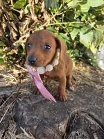Cinamon, a female Dachshund for sale in Garden Grove, CA – Photo 1 of 2