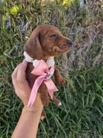 Cinamon, a female Dachshund for sale in Garden Grove, CA – Photo 2 of 2