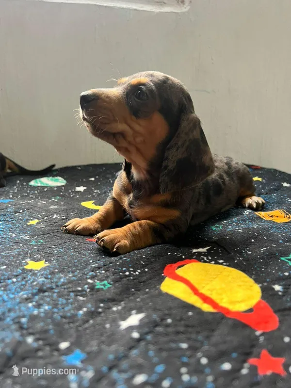 Merle – Dachshund puppy for sale in Fountain Valley, CA