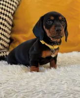 T rex, a male Dachshund for sale in Fountain Valley, CA – Photo 1 of 2