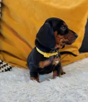 T rex, a male Dachshund for sale in Fountain Valley, CA – Photo 2 of 2