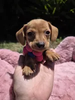 Honey, a female Miniature Dachshund for sale in Garden Grove, CA – Photo 1 of 3