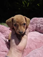 Honey, a female Miniature Dachshund for sale in Garden Grove, CA – Photo 2 of 3