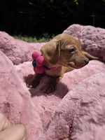 Honey, a female Miniature Dachshund for sale in Garden Grove, CA – Photo 3 of 3