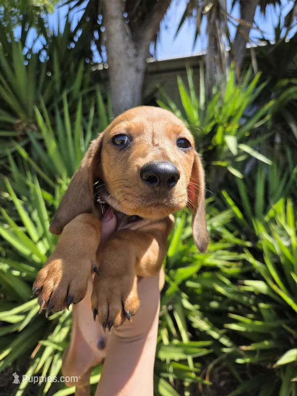 Rex – Dachshund puppy for sale in Garden Grove, CA