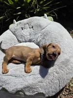 Rex, a male Dachshund for sale in Garden Grove, CA – Photo 2 of 4