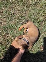 Rex, a male Dachshund for sale in Garden Grove, CA – Photo 4 of 4