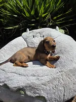 Rex, a male Dachshund for sale in Garden Grove, CA – Photo 3 of 4