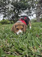 Rufus, a male Beagle for sale in Fountain Valley, CA – Photo 2 of 4