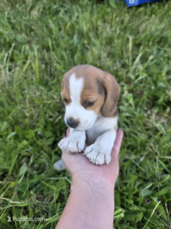 Tom, a male Beagle for sale in Fountain Valley, CA – Photo 1 of 4