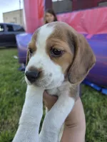 Tom, a male Beagle for sale in Fountain Valley, CA – Photo 4 of 4