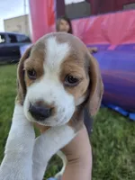 Tom, a male Beagle for sale in Fountain Valley, CA – Photo 2 of 4