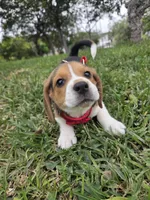 Rufus, a male Beagle for sale in Fountain Valley, CA – Photo 4 of 4
