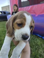 Tom, a male Beagle for sale in Fountain Valley, CA – Photo 3 of 4