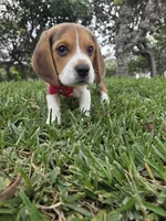 Rufus, a male Beagle for sale in Fountain Valley, CA – Photo 1 of 4
