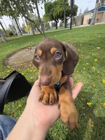 Resses, a male Dachshund for sale in Garden Grove, CA – Photo 1 of 4