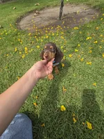 Resses, a male Dachshund for sale in Garden Grove, CA – Photo 4 of 4