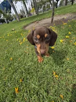 Resses, a male Dachshund for sale in Garden Grove, CA – Photo 2 of 4