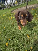 Resses, a male Dachshund for sale in Garden Grove, CA – Photo 3 of 4