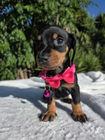 Stormy, a female Miniature Dachshund for sale in Garden Grove, CA – Photo 3 of 3