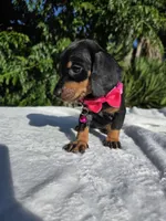 Stormy, a female Miniature Dachshund for sale in Garden Grove, CA – Photo 2 of 3