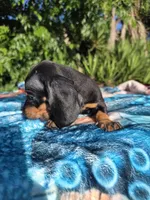 Winston, a male Dachshund for sale in Garden Grove, CA – Photo 3 of 4
